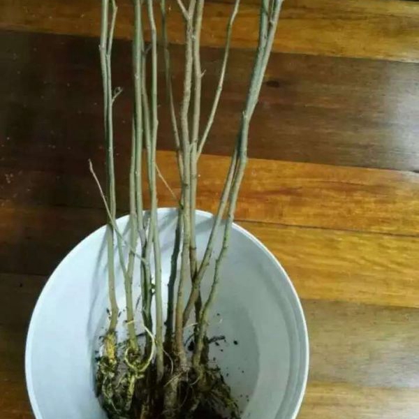 桑樹2.jpg