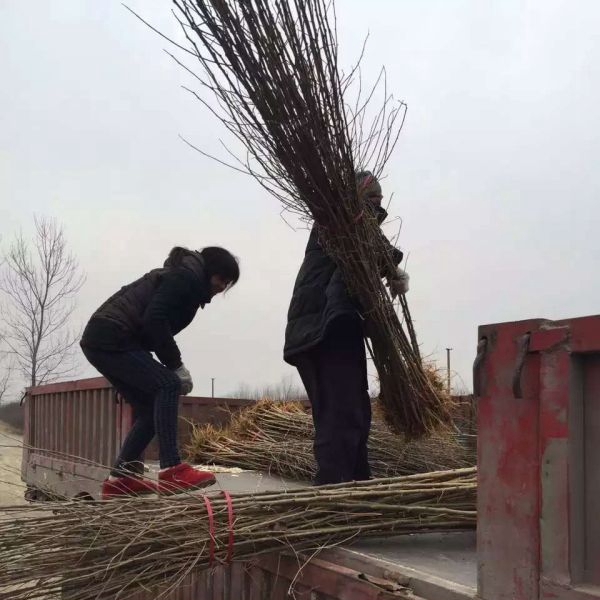 桑樹1.jpg
