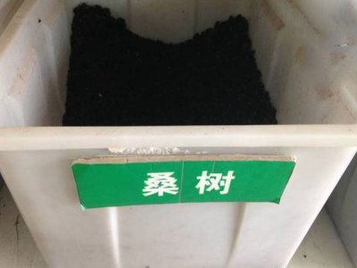 桑樹種子什么時候播種最好？