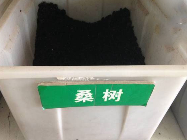 桑樹種子.jpg