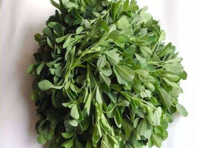 耐寒紫花苜蓿種子價格播種方法