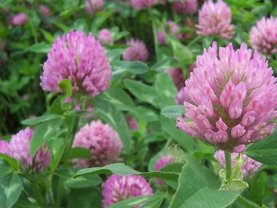 紅三葉牧草怎么養護產量最高