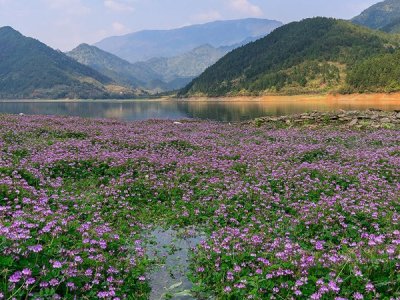 什么是綠肥？綠肥都有那些好處？
