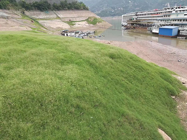 狗牙根草坪護坡綠化 狗牙根草坪護坡綠化