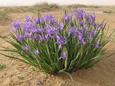 馬蓮的花期是幾月份？花朵是什么顏色的？