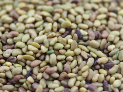 苜蓿播種一般行距多少？