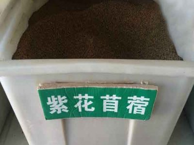 種植苜蓿的方法和注意事項