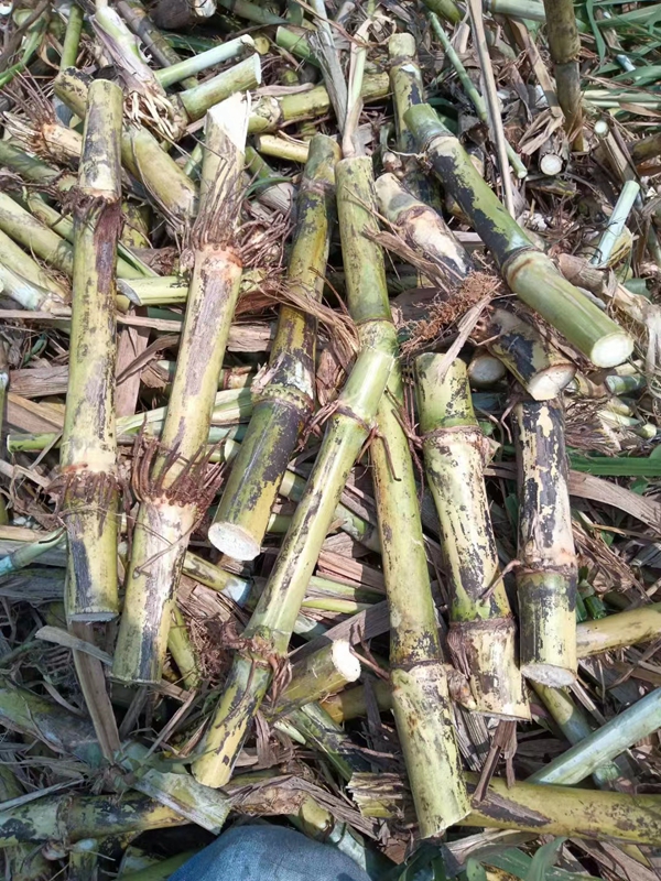 1637220010136375.jpg 皇竹草6.jpg