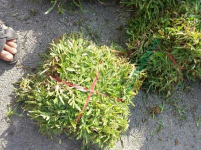 大葉油草可以護坡嗎？