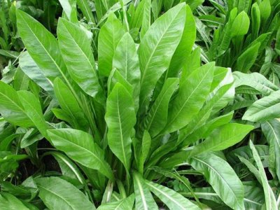 菊苣種子應該怎么播種？