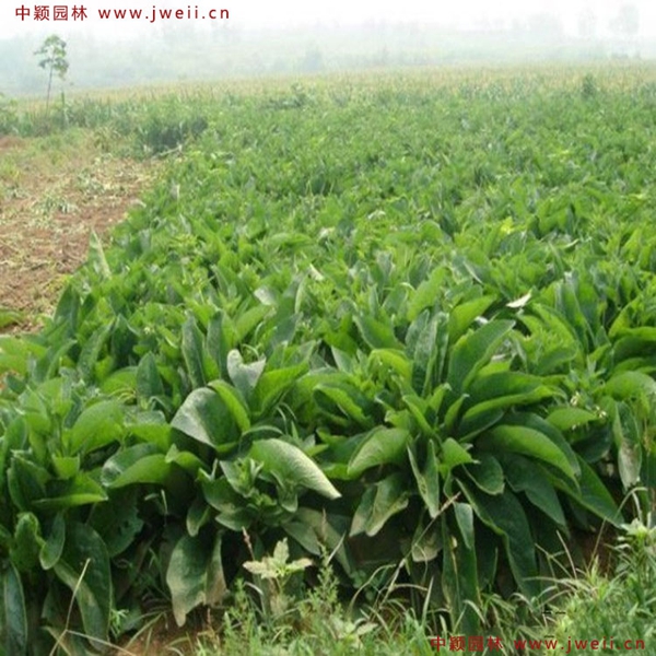 1638927349576263.jpg 2_副本.jpg