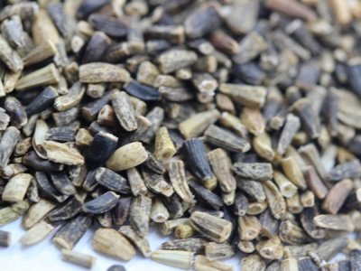 一畝地需要幾斤菊苣種子？