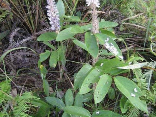 貓尾草3.jpg