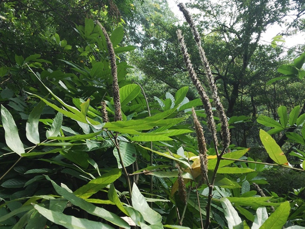 貓尾草2.jpg