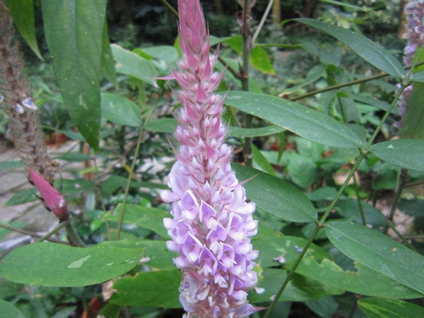 貓尾草.jpg