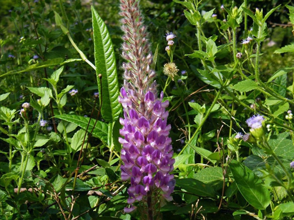 貓尾草1.jpg