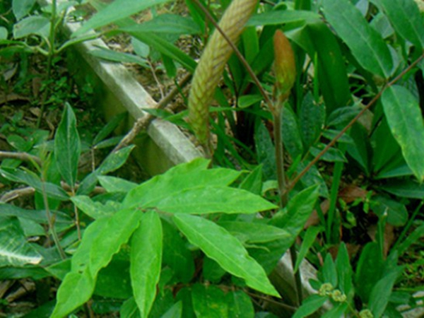 貓尾草6.jpg