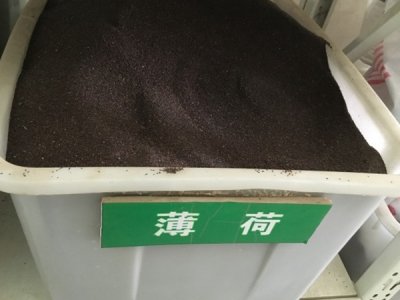 薄荷種子多少錢一斤？及種植方法