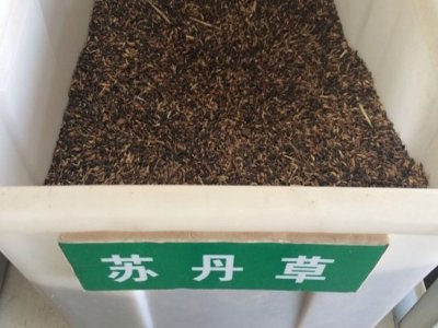 蘇丹草是多年生的嗎？