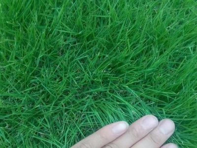 廣東哪里有賣地毯草種子的？