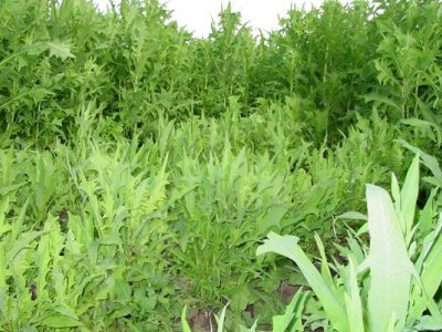 苦荬菜種子價格