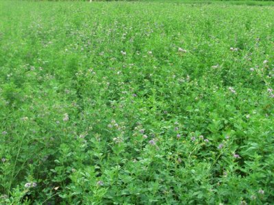 種植牧草有銷路嗎，哪種牧草動物更喜歡？