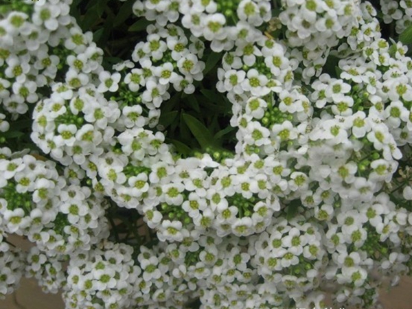 香雪球6.jpg