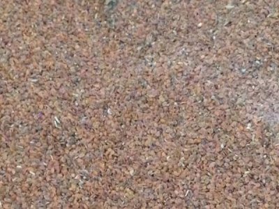 香雪球種子種植方法和播種時間