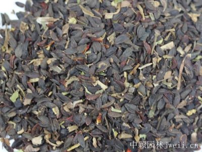 今年苦荬菜種子的最新價格？