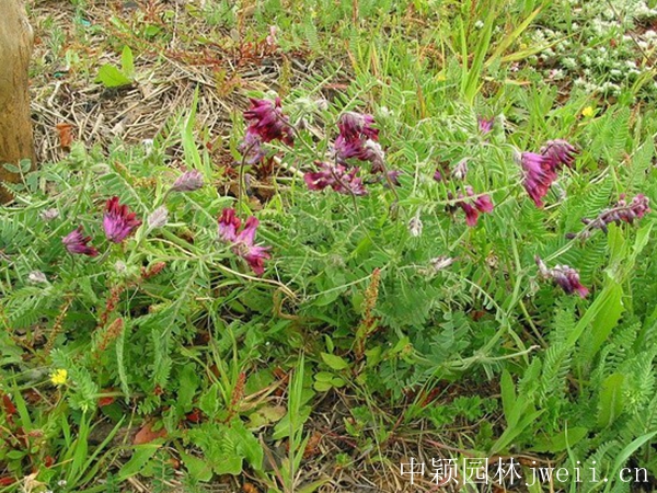 1642859455831501.jpg 光葉紫花苕16_副本.jpg