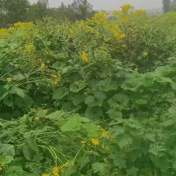 1642860214522165.jpg 串葉松香草.jpg