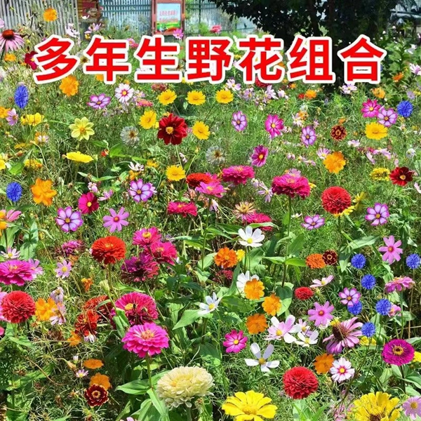 1644829158233940.jpg 野花組合3.jpg