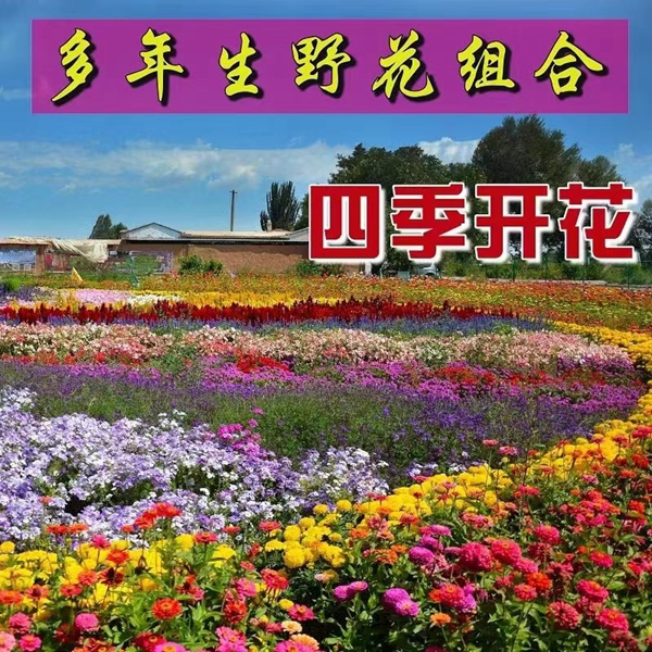 1644829205693678.jpg 野花組合8.jpg