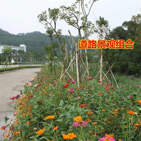 野花組合5.jpg