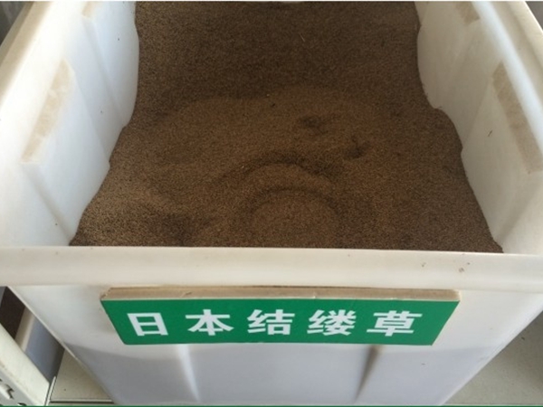 結縷草.jpg