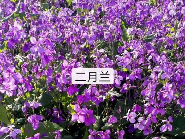 二月蘭4.jpg
