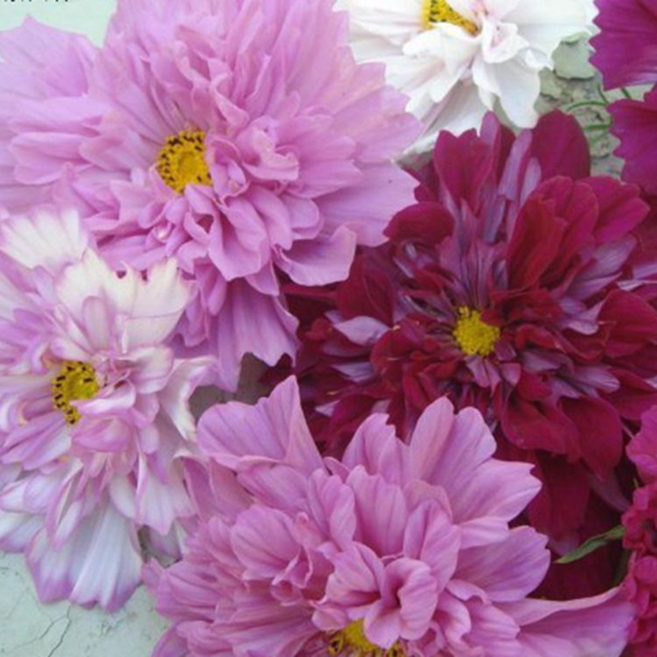 1648030442668755.jpg 格桑花9_副本.jpg