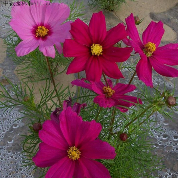 格桑花8_副本.jpg