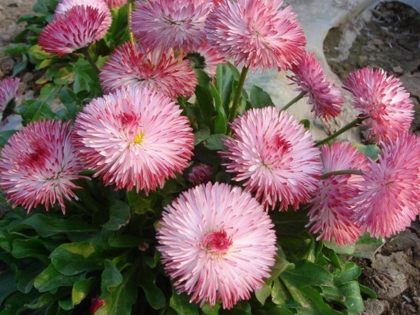 雛菊5.jpg
