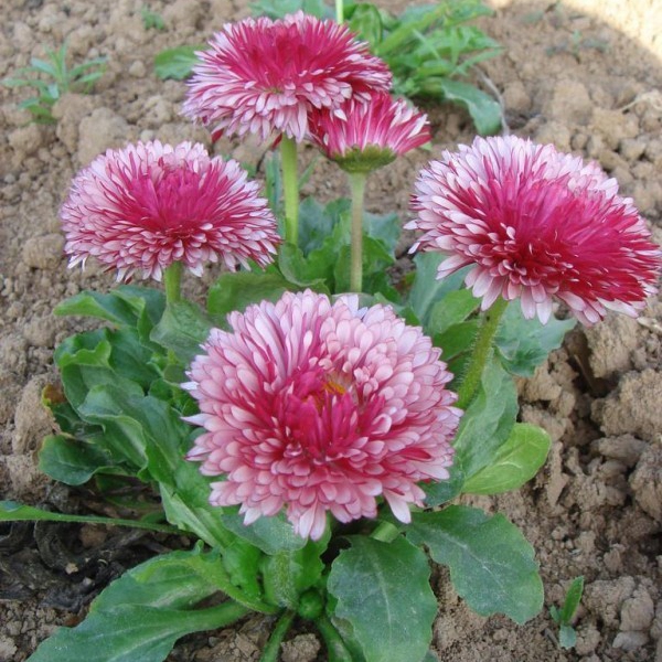 雛菊2.jpg