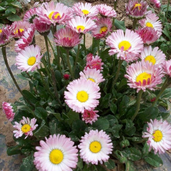 雛菊7.jpg
