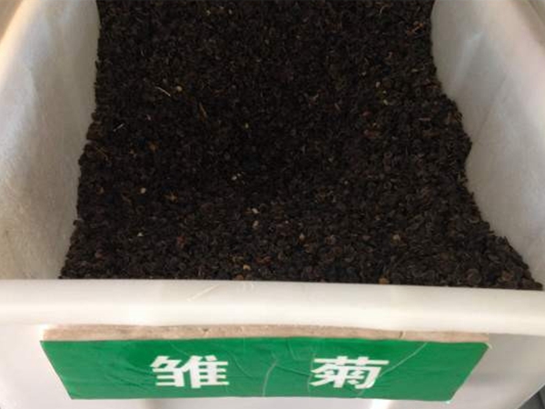 雛菊種子.jpg