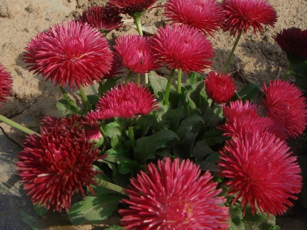 雛菊.jpg