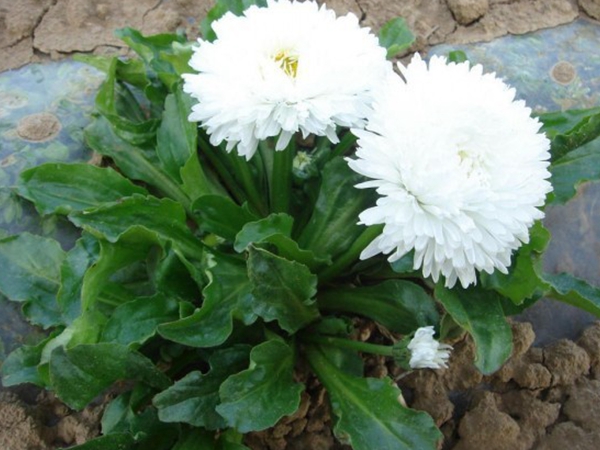 1648107821671355.jpg 雛菊4.jpg