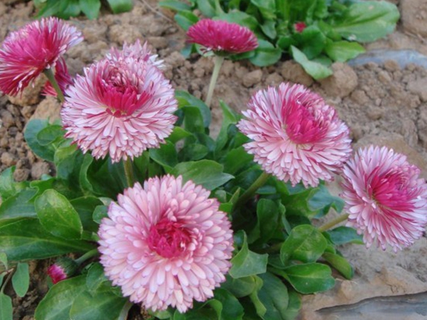 1648107828953917.jpg 雛菊3.jpg