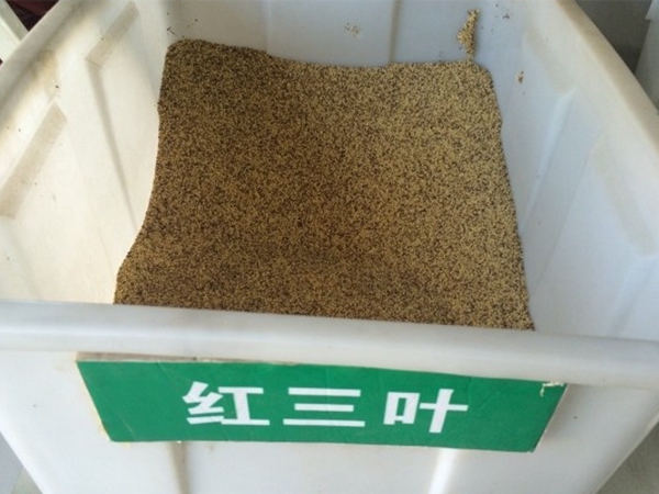 紅三葉2.jpg