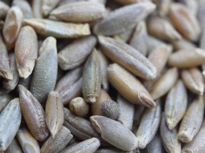 冬牧70黑麥草在北方可以種嗎？