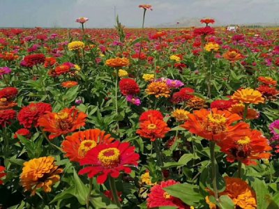 7月還能種百日草嗎？