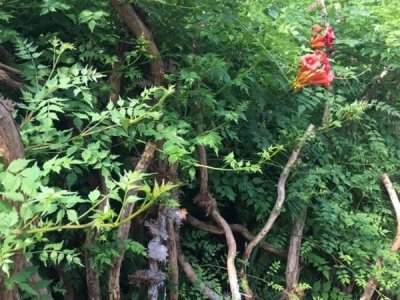 南方適合種凌霄嗎？