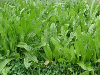 鵝愛吃牧草嗎？